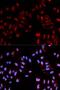 Forkhead Box P2 antibody, orb167509, Biorbyt, Immunofluorescence image 