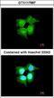 RAB, Member RAS Oncogene Family Like 6 antibody, NBP2-20098, Novus Biologicals, Immunofluorescence image 