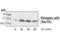 p53 antibody, 9284S, Cell Signaling Technology, Western Blot image 