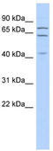 E74 Like ETS Transcription Factor 4 antibody, TA329366, Origene, Western Blot image 