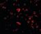 Mesencephalic Astrocyte Derived Neurotrophic Factor antibody, orb88371, Biorbyt, Immunofluorescence image 