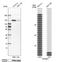 PPFIA Binding Protein 1 antibody, NBP1-83192, Novus Biologicals, Western Blot image 