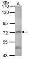 Protein deltex-1 antibody, TA308299, Origene, Western Blot image 