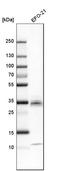 Cellular Communication Network Factor 2 antibody, HPA031075, Atlas Antibodies, Western Blot image 