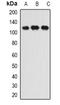 Integrator Complex Subunit 6 antibody, orb378138, Biorbyt, Western Blot image 
