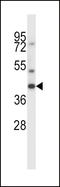 MAS1 Proto-Oncogene, G Protein-Coupled Receptor antibody, LS-C164041, Lifespan Biosciences, Western Blot image 