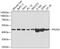 Proliferation-Associated 2G4 antibody, GTX54589, GeneTex, Western Blot image 