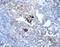 Protein Wnt-7a antibody, PA5-47430, Invitrogen Antibodies, Immunohistochemistry frozen image 