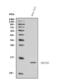 NADH:Ubiquinone Oxidoreductase Subunit B3 antibody, A12461-2, Boster Biological Technology, Western Blot image 