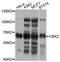 Chromobox 2 antibody, abx135729, Abbexa, Western Blot image 