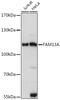 Family With Sequence Similarity 13 Member A antibody, GTX66269, GeneTex, Western Blot image 