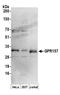 G Protein-Coupled Receptor 157 antibody, A304-487A, Bethyl Labs, Western Blot image 
