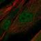 Proline Rich 16 antibody, NBP2-13814, Novus Biologicals, Immunofluorescence image 