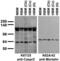 Contactin Associated Protein Like 2 antibody, 75-075, Antibodies Incorporated, Western Blot image 
