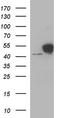 Enolase 2 antibody, TA590105, Origene, Western Blot image 