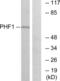PHD Finger Protein 1 antibody, abx013289, Abbexa, Western Blot image 