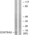 Cytochrome C Oxidase Subunit 7A2 antibody, LS-B6585, Lifespan Biosciences, Western Blot image 