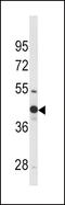 Wnt Family Member 4 antibody, LS-C160633, Lifespan Biosciences, Western Blot image 