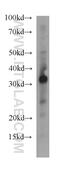 Stanniocalcin 1 antibody, 20621-1-AP, Proteintech Group, Western Blot image 