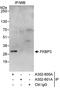 FKBP Prolyl Isomerase 3 antibody, A302-600A, Bethyl Labs, Immunoprecipitation image 
