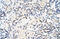 Mitochondrial RRNA Methyltransferase 1 antibody, 29-470, ProSci, Immunohistochemistry frozen image 