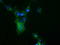 COBW Domain Containing 1 antibody, LS-C115555, Lifespan Biosciences, Immunofluorescence image 