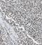Cyclin Dependent Kinase Inhibitor 2D antibody, FNab06065, FineTest, Immunohistochemistry frozen image 