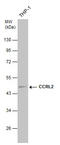 C-C Motif Chemokine Receptor Like 2 antibody, GTX108151, GeneTex, Western Blot image 