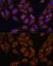 UPF1 RNA Helicase And ATPase antibody, GTX16390, GeneTex, Immunocytochemistry image 