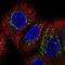 Conserved oligomeric Golgi complex subunit 7 antibody, HPA064645, Atlas Antibodies, Immunocytochemistry image 