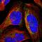 RNA Polymerase Mitochondrial antibody, HPA006366, Atlas Antibodies, Immunocytochemistry image 
