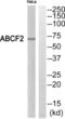 ATP Binding Cassette Subfamily F Member 2 antibody, abx014234, Abbexa, Western Blot image 
