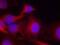 Phospholipase C Gamma 2 antibody, 79-571, ProSci, Immunofluorescence image 