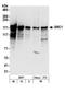 Nuclear Receptor Coactivator 1 antibody, NB100-312, Novus Biologicals, Western Blot image 