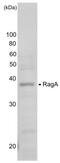 Ras Related GTP Binding A antibody, GTX00730, GeneTex, Western Blot image 