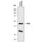 Pepsinogen A antibody, MAB9350, Novus Biologicals, Western Blot image 