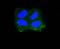 Keratin 10 antibody, A02305-2, Boster Biological Technology, Immunocytochemistry image 