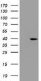 Proline Rich 11 antibody, LS-C788805, Lifespan Biosciences, Western Blot image 