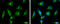 Renin antibody, GTX105734, GeneTex, Immunocytochemistry image 