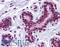 Karyopherin Subunit Alpha 4 antibody, LS-B5342, Lifespan Biosciences, Immunohistochemistry paraffin image 