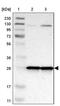 Mitochondrial Ribosomal Protein L9 antibody, PA5-52581, Invitrogen Antibodies, Western Blot image 