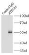 ATP Synthase F1 Subunit Alpha antibody, FNab00702, FineTest, Immunoprecipitation image 