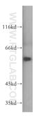 Histone Deacetylase 1 antibody, 16160-1-AP, Proteintech Group, Western Blot image 