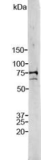Lamin A/C antibody, LS-C204533, Lifespan Biosciences, Western Blot image 