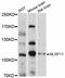 NLR Family Pyrin Domain Containing 11 antibody, abx126256, Abbexa, Western Blot image 