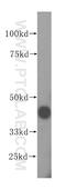 Ankyrin repeat domain-containing protein 2 antibody, 11821-1-AP, Proteintech Group, Western Blot image 