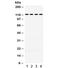 O-Linked N-Acetylglucosamine (GlcNAc) Transferase antibody, R31809, NSJ Bioreagents, Western Blot image 