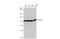 Valosin Containing Protein antibody, GTX101089, GeneTex, Western Blot image 