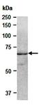 SHC-transforming protein 1 antibody, orb67088, Biorbyt, Western Blot image 