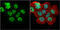Heterogeneous nuclear ribonucleoprotein H antibody, GTX102061, GeneTex, Immunofluorescence image 